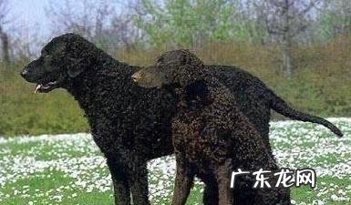 有关卷毛寻牧羊犬的材料详细介绍