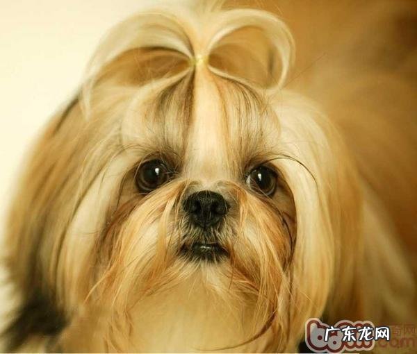 秋天小狗头发护理知识