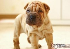 怎样维护狗狗的眼睛眼睛视力