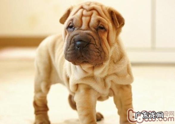 怎样维护狗狗的眼睛眼睛视力