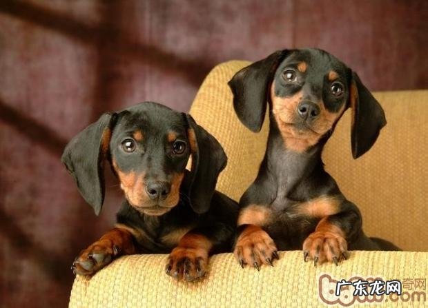 照顾好狗狗牙齿的小秘笈