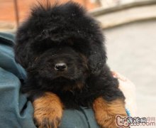 有关藏獒幼犬的营养成分要求