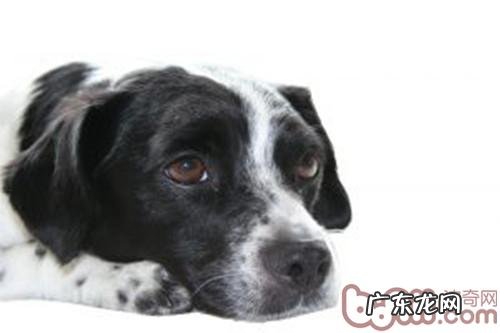 老年人小狗的睡眠质量特点