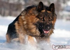 狗狗咬人的缘故有什么