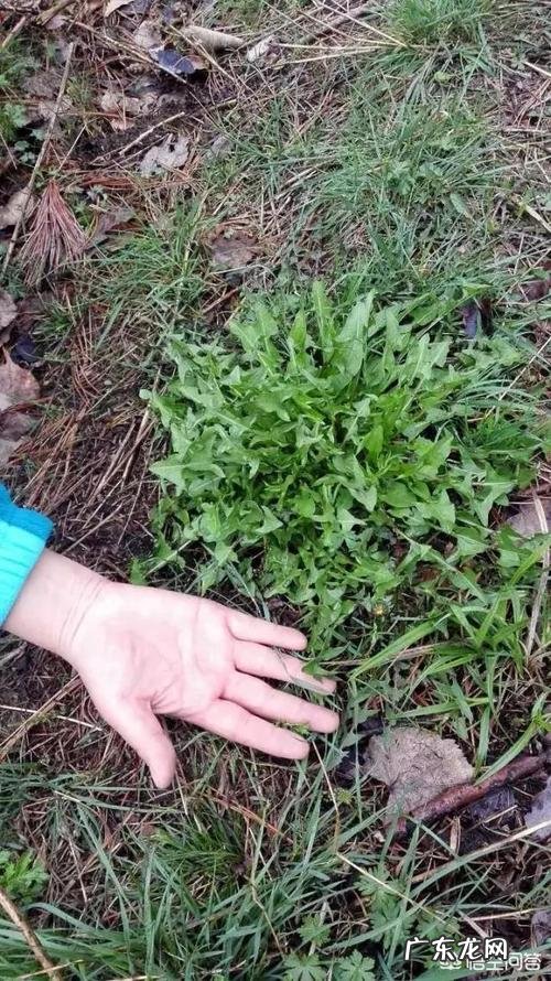 请问男人喝蒲公英会影响到壮阳吗 男人喝蒲公英壮阳