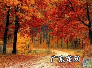 描写秋天景色的优美段落(四年级 描写秋天景色优美段落50字)