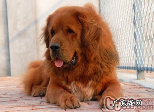 藏獒与一般狗有什么不一样