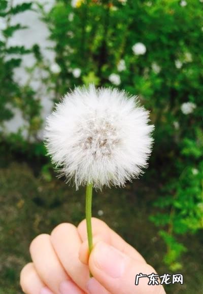 什么样的蒲公英形容词 蒲公英用什么形容词来形容