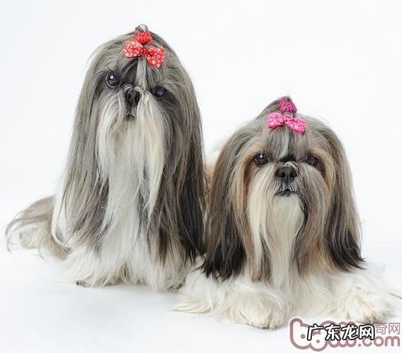 我国自身培养的犬品种有什么