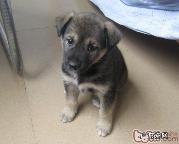 我国自身培养的犬品种有什么