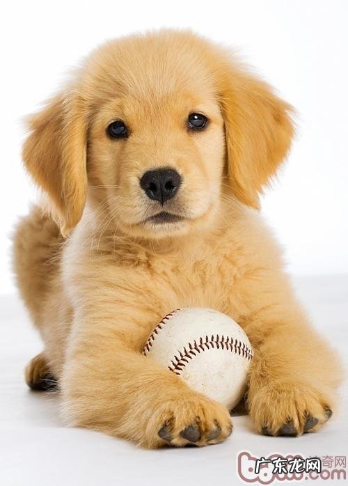 小狗给家中导致臭味该怎么办