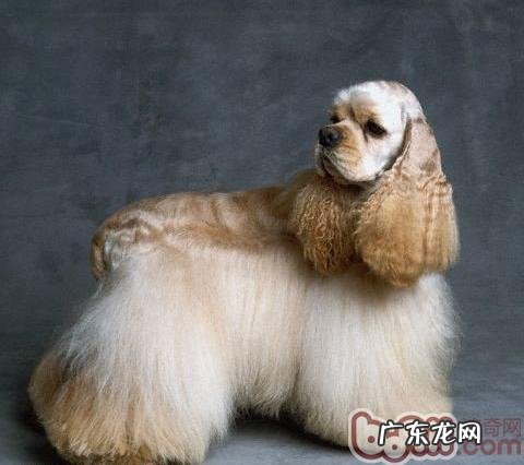 美国可卡犬的历史时间及外观设计特点