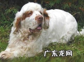 有关克伦伯牧羊犬的相关资料详细介绍