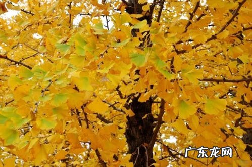 银杏树的生活环境有哪些特点 银杏树的特点有哪些