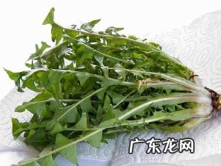 蒲公英食用方法与禁忌 蒲公英的食用方法有哪些