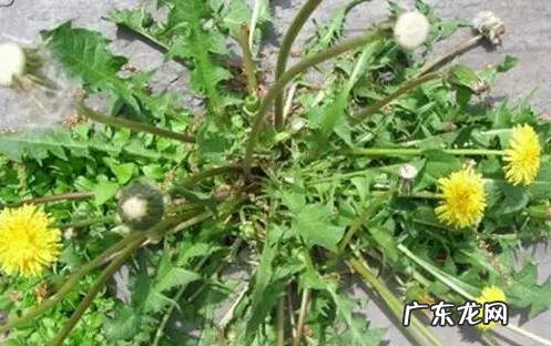 蒲公英食用方法与禁忌 蒲公英的食用方法有哪些