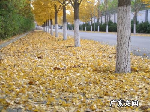 描写春夏秋冬的银杏树描写作文 描写银杏树的环境描写