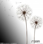 蒲公英真实图片 17种蒲公英的图片