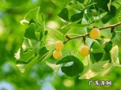 李世民种的银杏树在哪里 银杏树在哪里