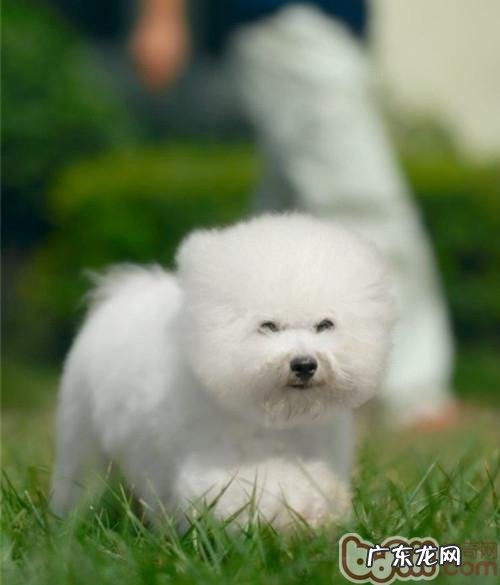 如何帮比熊除去眼泪