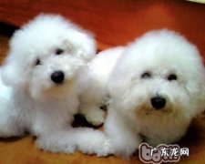 新主人家饲养比熊注意事项