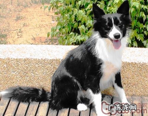 确保小狗合理饮食很重要