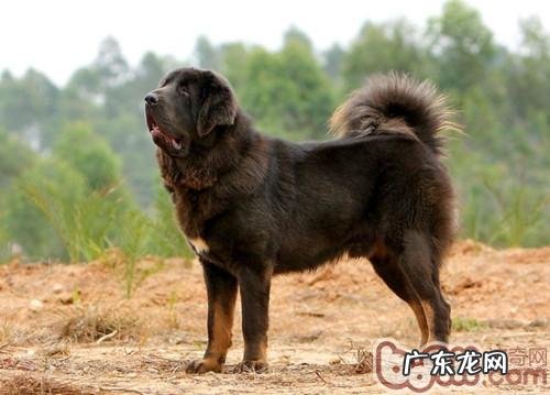 确保小狗合理饮食很重要