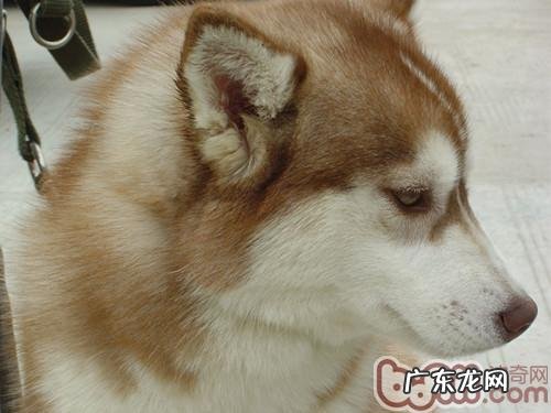 能给金毛吃甜吗