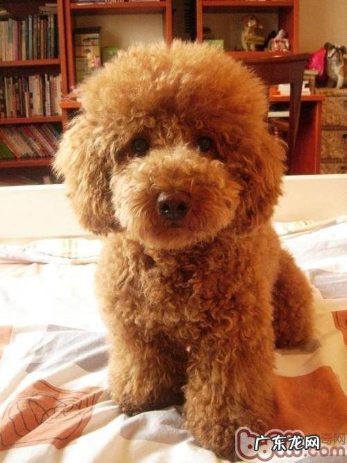 饲养泰迪犬有什么错误观念