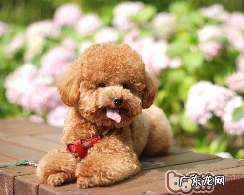 如何恰当抱泰迪犬