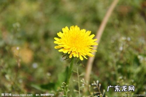 蒲公英花图片 蒲公英花