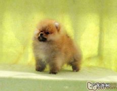 博美犬换毛期的美容护肤关键点