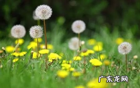 从蒲公英中悟出的道理