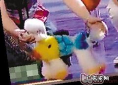 小狗染毛的利与弊及恰当作法