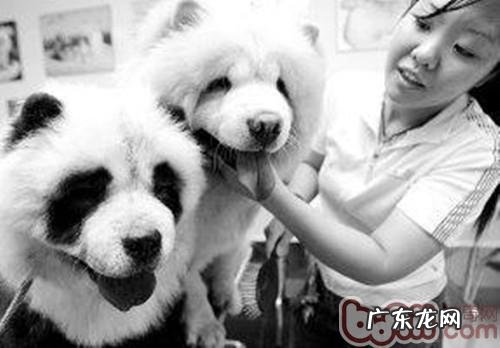 小狗染毛的留意关键点