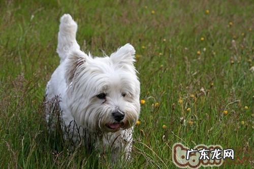 宠物狗重点饲养提议