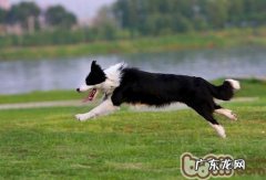 如何提高宠物犬的胃口