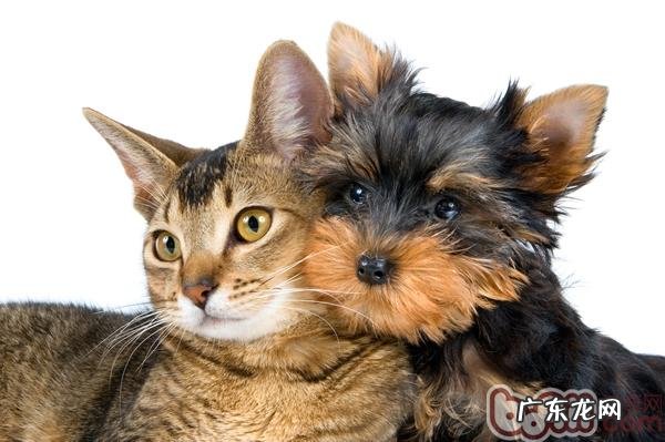 猫和狗一起养,有效喂养有方法