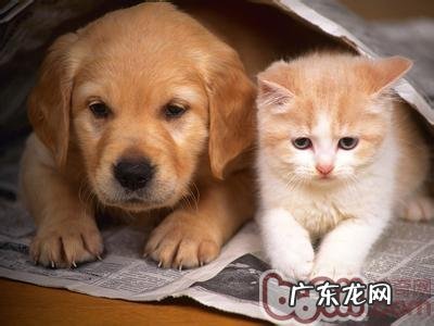 猫和狗一起养,有效喂养有方法