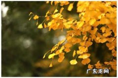 银杏树的片段 摘抄银杏树片段