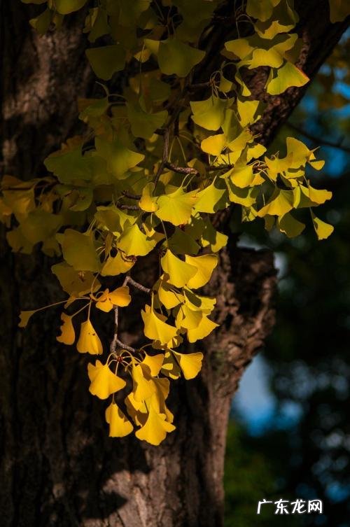 对秋天银杏的感悟