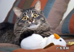 肚子赘肉怎么瘦下去啊，好多啊。跳绳和跑步哪个好？