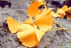 描写秋天银杏树的作文400字 秋天的银杏树作文300字