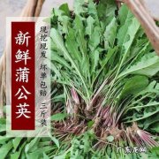 蒲公英的蒲怎么组词 蒲公英的蒲公怎么写