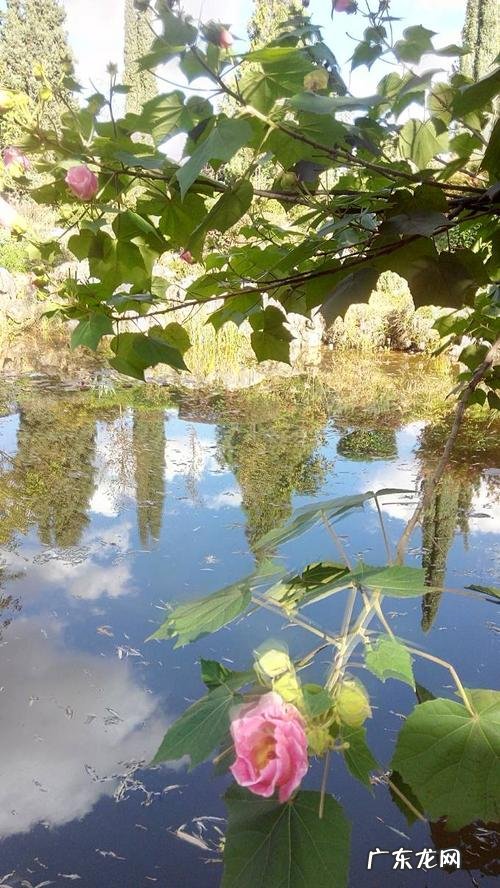 桃花林的景色描写 11月景色描写