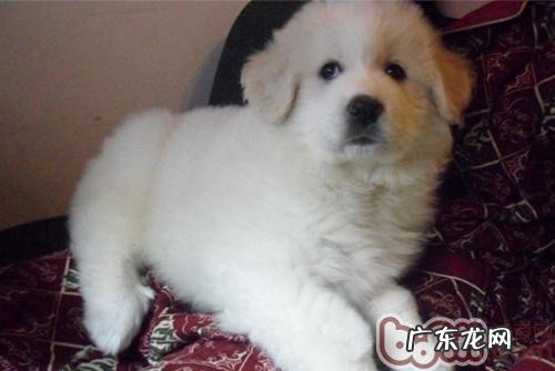 老年人小狗怎样保养