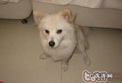 宠物犬吞噬脏东西该怎么办