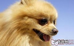 你所不清楚的小狗血形全揭密