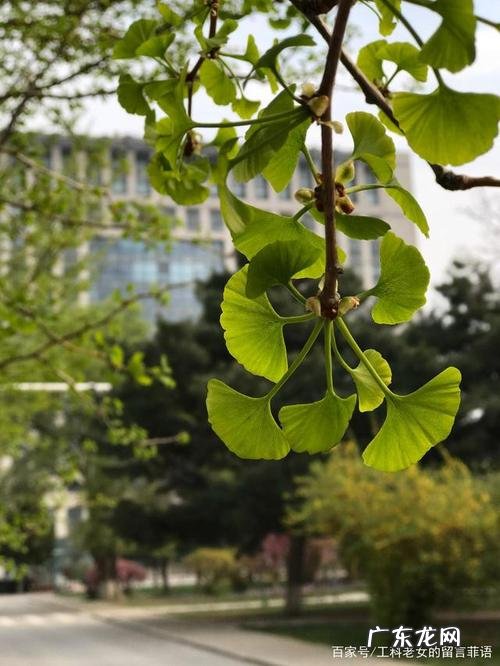 春天的银杏树描写300字 春天银杏树的样子描写