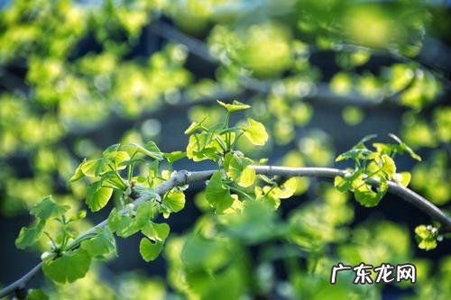 春天的银杏树描写300字 春天银杏树的样子描写